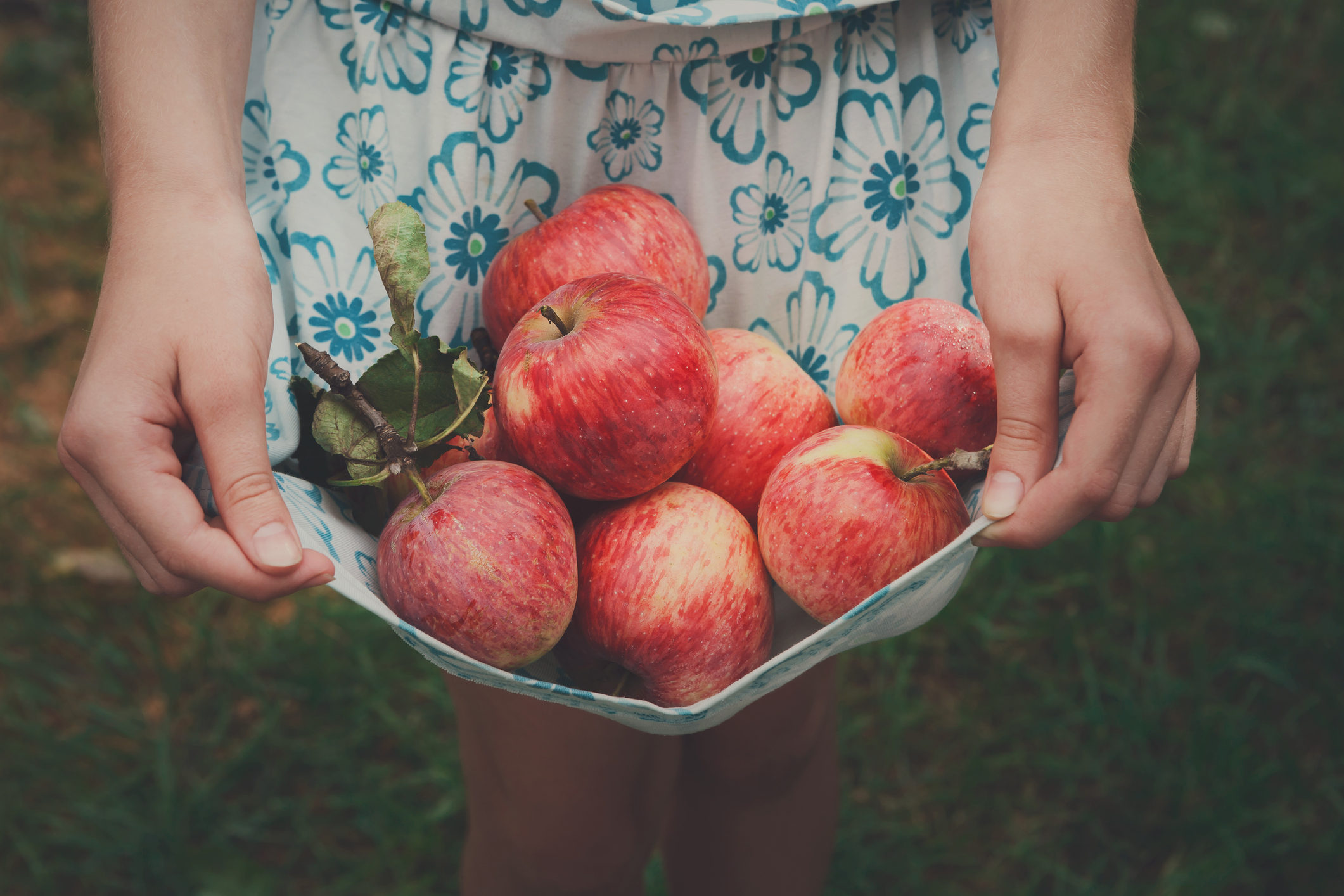 Apple Picking 2022 In and Near Rockland