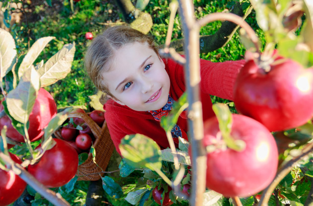 Top 7 Places to Go Apple Picking in Rockland County & Nearby