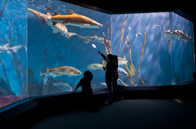 Aquariums in the New York Area