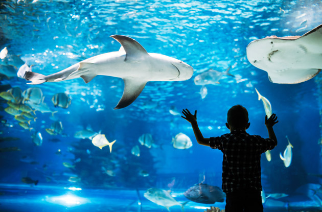 The Top 6 Aquariums Near Rockland County for Families