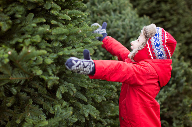 21 Best Farms to Cut Your Own Christmas Tree in the Lower Hudson Valley