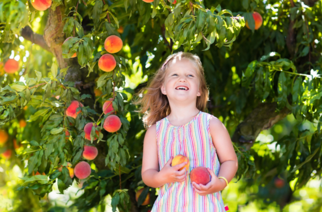 The Top 9 Places Go Peach Picking Near Rockland County