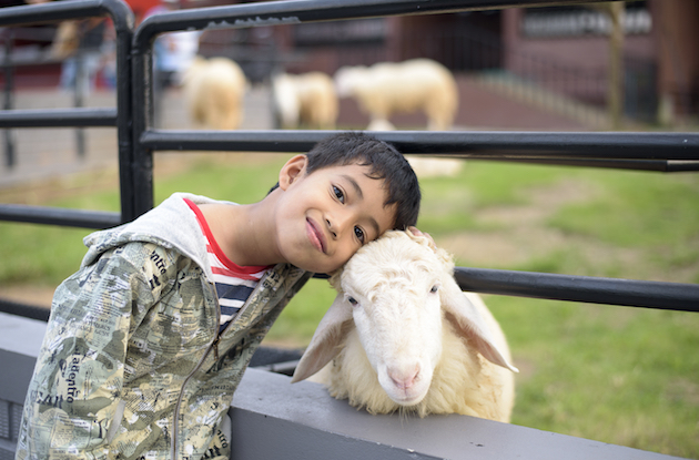 The Best Petting Zoos for Kids in NYC and Long Island