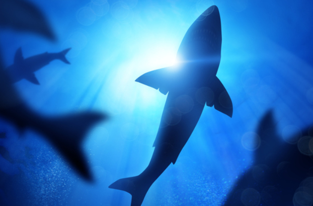 The Best Aquariums and Exhibits for Shark Week 2022